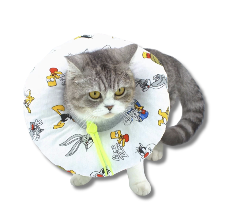 Alya Pets Kedi ve Köpek İçin Operasyon Boyunluğu