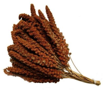 Hobi Küçük Kızıl Dal Darı 5 Kg