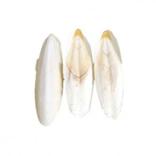 Hobi - Hobi Küçük Boy Mürekkep Balığı Kemiği (Kalamar Gaga Taşı) 1kg