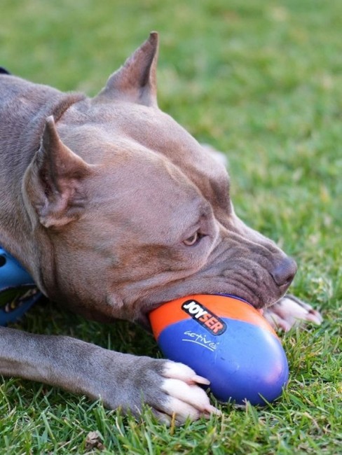 Joyser Jys-7069 Active Tpu Rugby Köpek Oyuncağı Mavi-Turuncu - Thumbnail