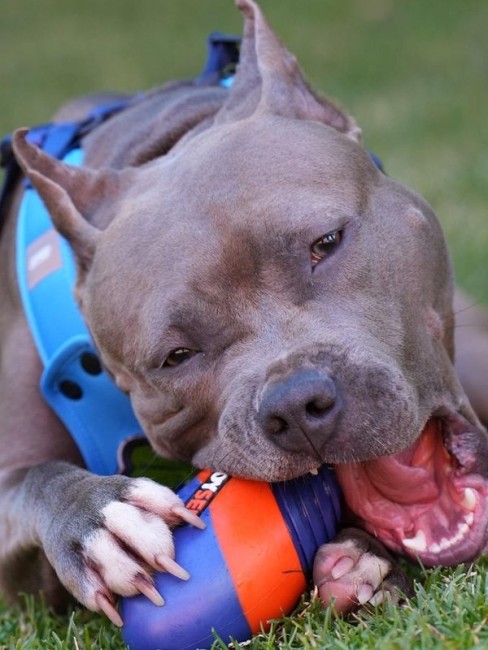 Joyser Jys-7069 Active Tpu Rugby Köpek Oyuncağı Mavi-Turuncu - Thumbnail