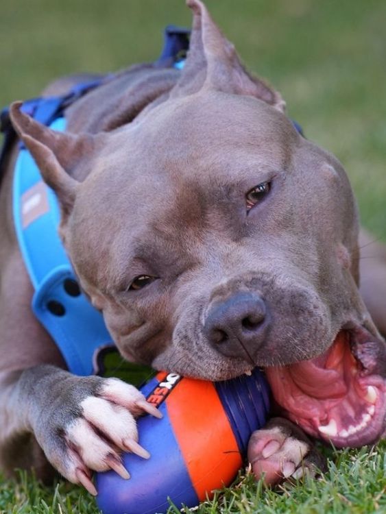 Joyser Jys-7069 Active Tpu Rugby Köpek Oyuncağı Mavi-Turuncu