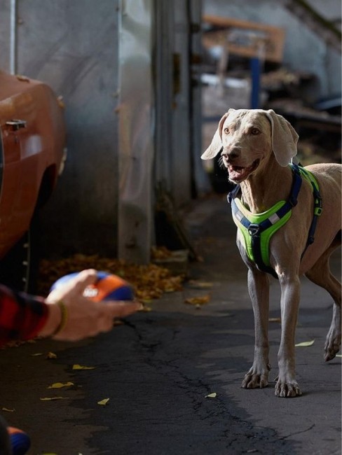 Joyser Jys-7069 Active Tpu Rugby Köpek Oyuncağı Mavi-Turuncu - Thumbnail