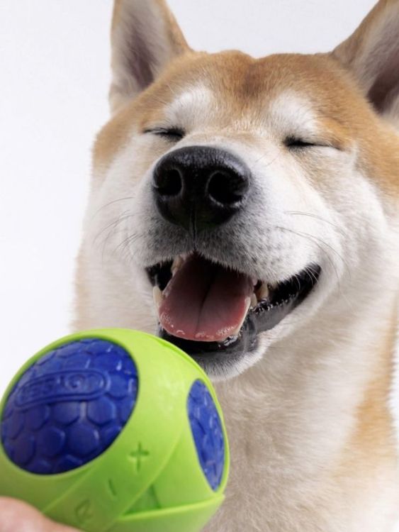 ​Joyser Jys-7106 Netrix Top Köpek Oyuncağı Yeşil-Mavi