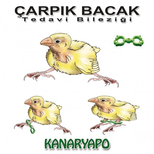 Kanaryapo Kanarya Çarpık Bacak Bileziği X 3 Adet - Thumbnail