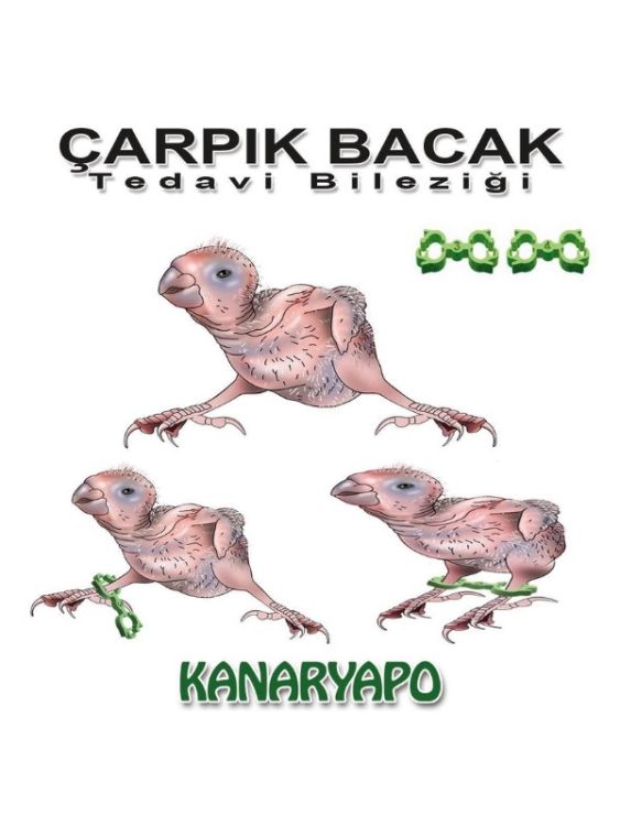 Kanaryapo Paraketler İçin Çarpık Bacak Tedavi Bileziği 10’lu Set